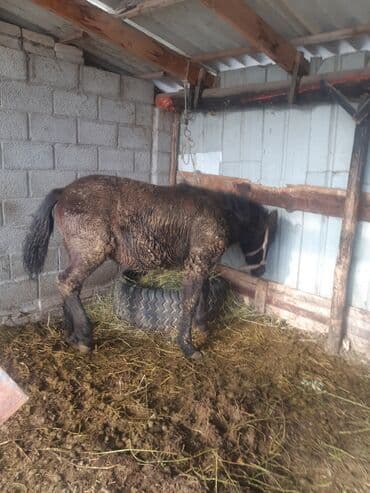 продажа домашних животных: Продаю | Жеребенок | Для разведения | Племенные — 7