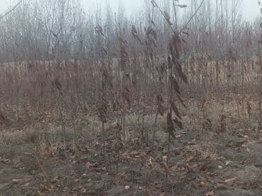 купить саженцы цветов в бишкеке: Саженцы лесных пород (молодые деревья для озеленения и лесопосадок) — 1