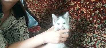 свинкс кошка: Отдам котят бесплатно в добрые руки, возраст 2 месяца, едят все — 2