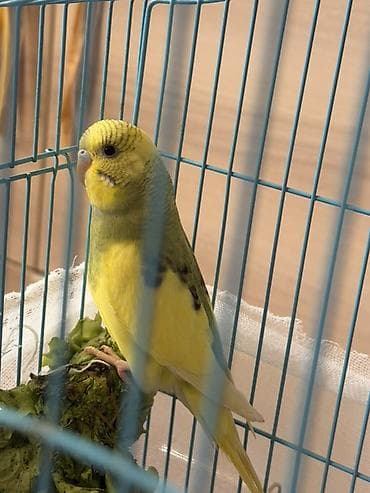 седоголовый щегол: 🐦 Продаются волнистые попугаи! 🐦 Красивые, активные и общительные — 3