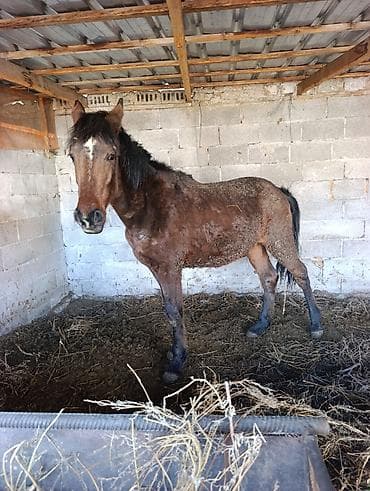 чип для лошадей: Продаю | Кобыла (самка) | Рабочий — 2