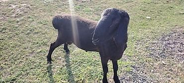 козы козлы: Продаю | Баран (самец) | Для разведения | Племенные — 4