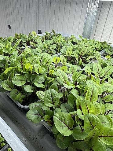 семена басай: Семена для микрозелени от Народных семян(Россия) Горох Мадраст — 4