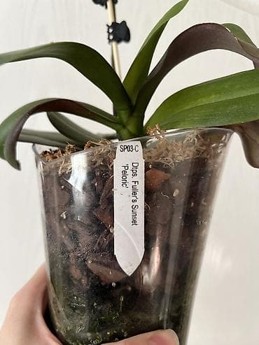 обмен цветы: Фаленопсис Dpts. Fuller’s Sunset ‘peloric’ - Вид/гибрид — 2