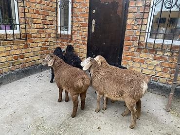 Үй жаныбарлары: Сатам | Козу | Союуга — 6