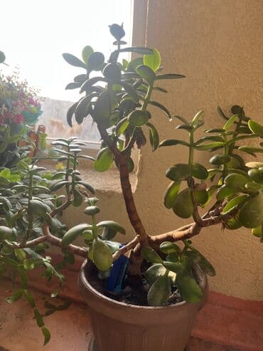 Упаковочные товары: Продаю цветок денежное дерево!Ещё этот цветок толстянка~ домашний — 4