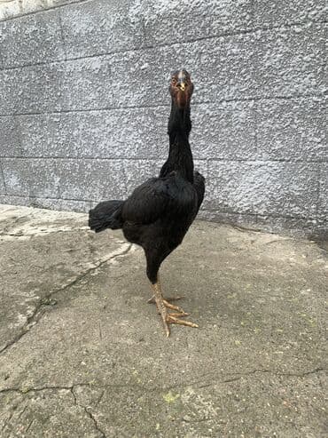 продаю породистых коров: Продаю | Куры, Петух | Дакан | Для разведения, Несушки, Для боев — 2