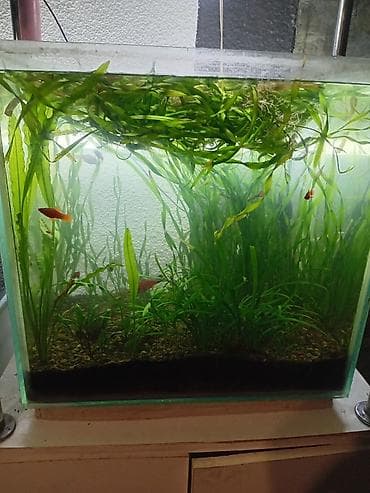 Кошки: Продаю Гуппи, валиснерия и карликовый сагитерия 30 сом, район — 3