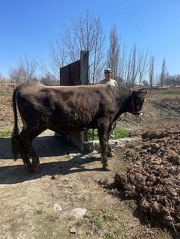 продаю лошадей: Продаю | Бык (самец) | На откорм | Племенные — 4