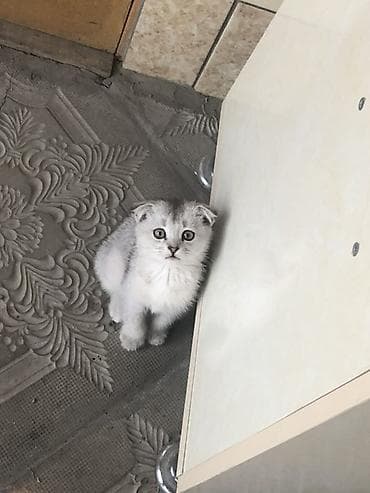 корниш рекс цена: Шотландский вислоухий котёнок (Scottish Fold), окрас серебристый — 3
