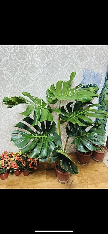 Монстера деликатесная (Monstera deliciosa) в горшке. - Крупное