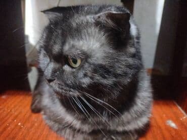 купить короткошерстного котенка: Кошка породы шотландскаятип «страйт/фолд» . Окрас — дымчато‑черный с — 3