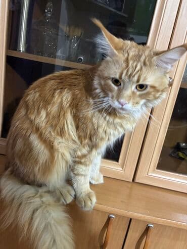 мейн кун бишкек питомник lyubushka купить котенка цена фото: Вязка: Мейн-кун, Мальчик, 2 года, С документами, С прививками, Рыжий — 3