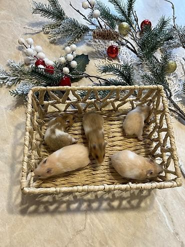 Крысы: Продаются хомячки джунгарские, сирийские, ангорские пушистые хомячки — 6