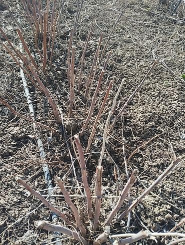 кок талаа: Малина Чекене, Өзү алып кетүү — 4