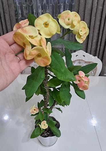 диффенбахия купить: Эуфорбия Милля(Euphorbia milii), сорт с крупными кремово‑лимонными — 1