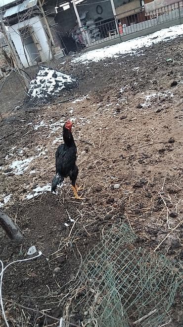 Услуги ветеринара: Продаю | Петух | Бойцовая | Для разведения — 1