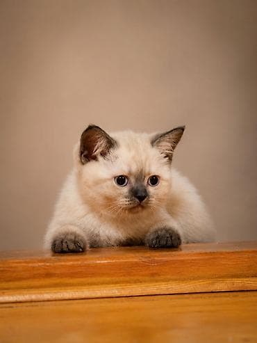 Животные: 🐾 Британские котята готовы к переезду! 🏡 Предлагаются очаровательные — 2