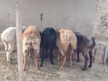 сколько стоит коза дойная купить: Продаю | Коза (самка) | Для разведения — 4