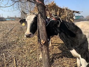 Ветеринар кызматы: Сатам | Уй (ургаачы) | Сүт алуу үчүн | Байланган — 5