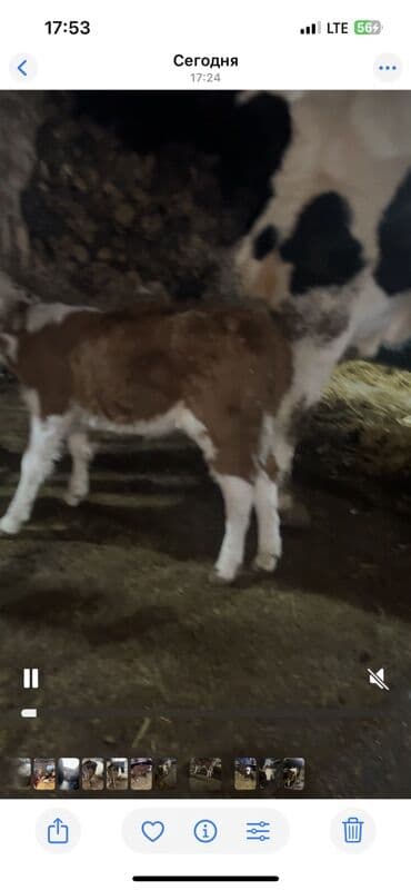 соль для животных: Продаю | Музоо, торпок | На откорм — 5