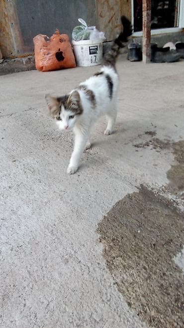 Домашний котёнок, пушистый полудлинношёрстный. Окрас белый с