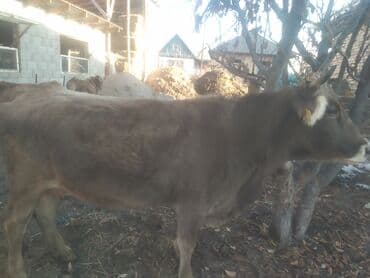 кыргыз добот ит: Сатам | Уй (ургаачы) | Швиц | Көбөйтүү үчүн | Жасалма уруктандырылган — 3