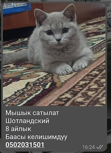 Скотиш Фолд (Шотландская вислоухая), 8 месяцев, Девочка, Серый, Приучена к лотку