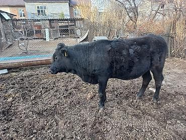 котята в оше: Продаю | Тёлка | Для молока — 1