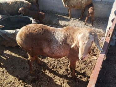 кавказская овчарка щенок: Продаю | Баран (самец) | Арашан | Для разведения — 2