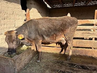 Индюки: Продаю | Корова (самка) | Полукровка | Для разведения | После отела — 3