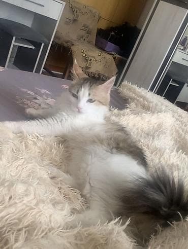 рыжие кошки: Кошка даром: Беспородная, 1 год, Девочка, Приучена к лотку — 4