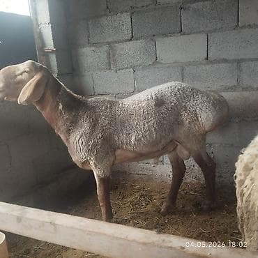 в связи с переездом отдам попугая жако в добрые руки: Продаю | Баран (самец) | Для разведения | Племенные — 4
