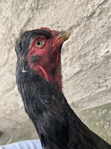 где купить утят: Продаю | Петух | Бойцовая | Для разведения — 3