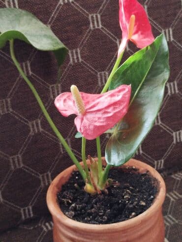 рыба аквариум: Комнатные цветы в горшках: 1) Мурайя метельчатая (Murraya paniculata) — 2