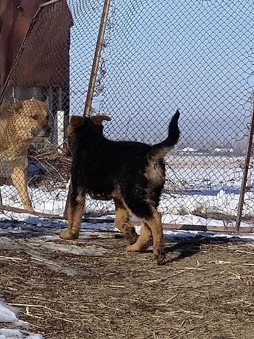 такса собака: Щенок немецкой овчарка 3 месяцев чистый немецкий ургачы — 3