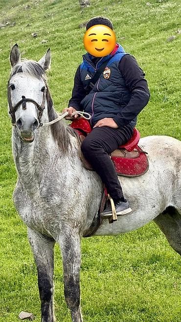 Продаю | Жеребец