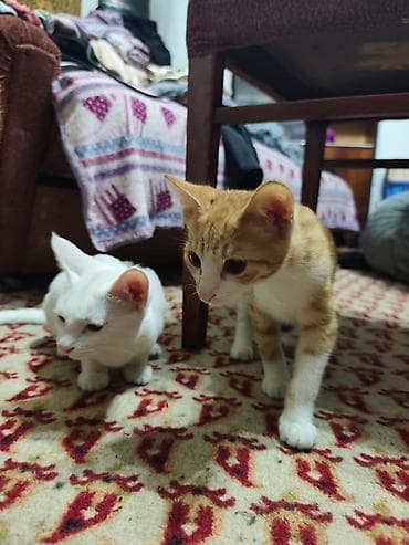 d cat: КОТЁНОК МАЛЬЧИК 2,5 МЕСЯЦА. Милый рыжебелый котёнок с короткой — 8