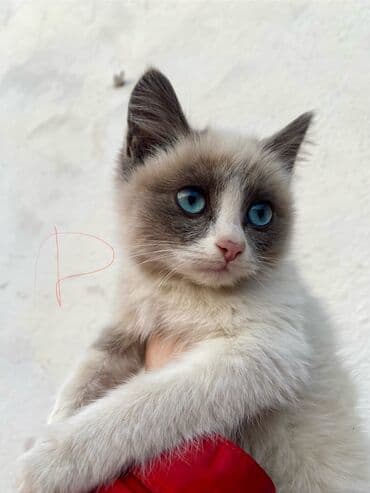 шиншилла британская кошка цена: Отдам в ОЧЕНЬ добрые руки котят невероятной красоты! Находятся в — 6