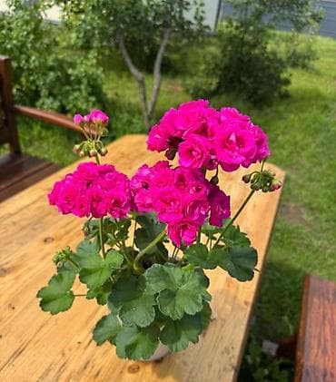Пеларгония (герань) зональная, махровая, ярко‑фуксия - Компактный