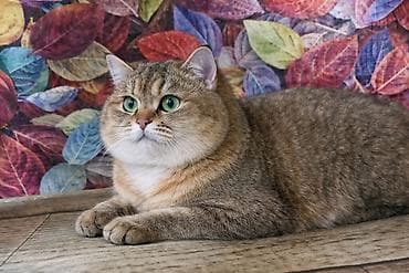 Продажа кошек: Вязка: Скотиш Страйт (Шотландская прямоухая), Мальчик, 3 года, С документами, С прививками, Золотая шиншилла — 1