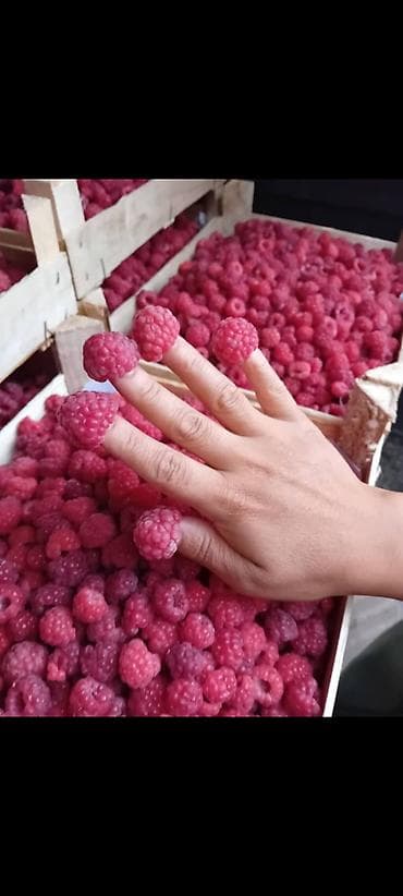 Уход и хранение одежды: Малина Оптом — 1