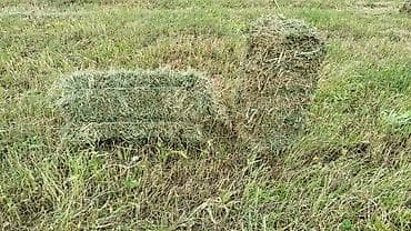 Продам 2000 тюков! Сатам чөп (люцерна) люцерна, тюк. Молдовановка
