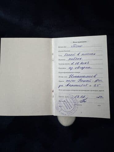 собака город ош: Собака даром: Алабай, 2 года, Самец, С прививкой — 2