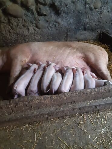 Айыл-чарба жаныбарлары: Сатам | Торопой | Чоң ак | Көбөйтүү үчүн — 2