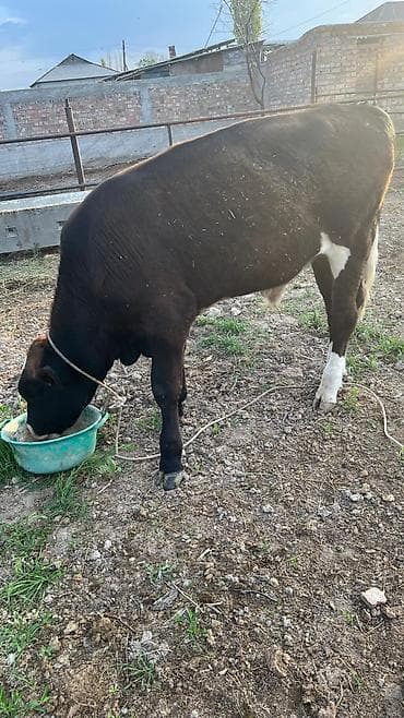 Продаю | Бык (самец) | На откорм | Привязанные