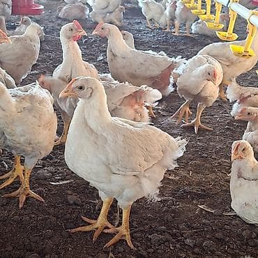 Продам с/х животных: Продаю | Цыплята | Бройлерная | На забой — 3
