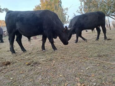 объявления о найденных собаках: Продаю | Бык (самец) | На откорм | Племенные — 9