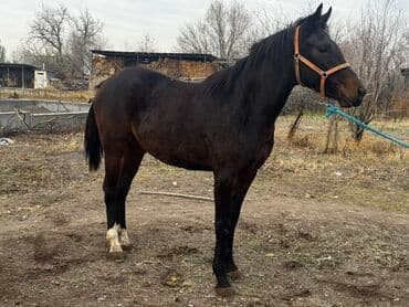 купить собаку охотничью: Продаю | Кобыла (самка) | Полукровка | Для разведения, Конный спорт | Племенные — 4