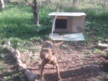 где можно купить собаку: Американский булли, 7 месяцев, Самец, С прививкой — 2